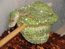 CHONDRO