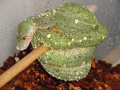 CHONDRO