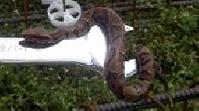 cool snake