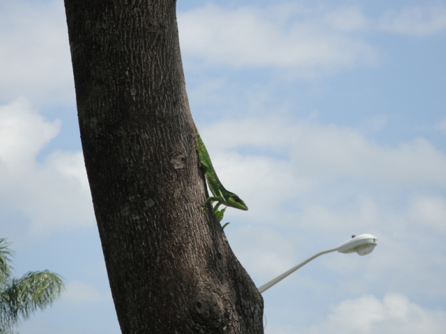 ANOLE
