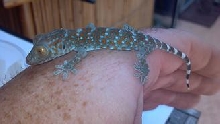 GECKO