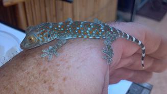 GECKO