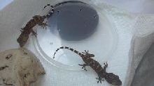 2 BABY TOKAY'S
