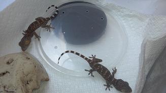 2 BABY TOKAY'S