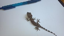 TOKAY