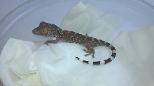 TOKAY