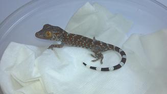 TOKAY