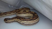 MOTLEY -FEMALE
