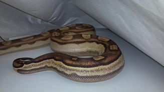 MOTLEY -FEMALE