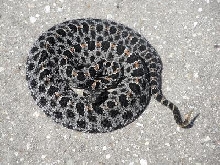 PYGMY