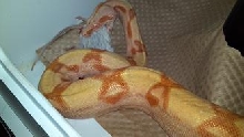 sharp pastel sunglow