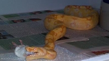 SHARP ALBINO