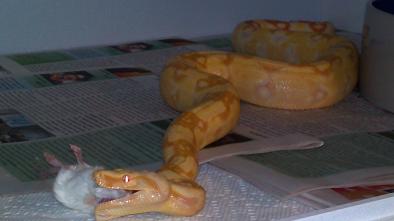 SHARP ALBINO