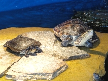 BUDDIES