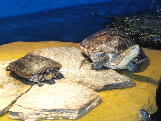 BUDDIES