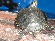 TURTLE STRETCH
