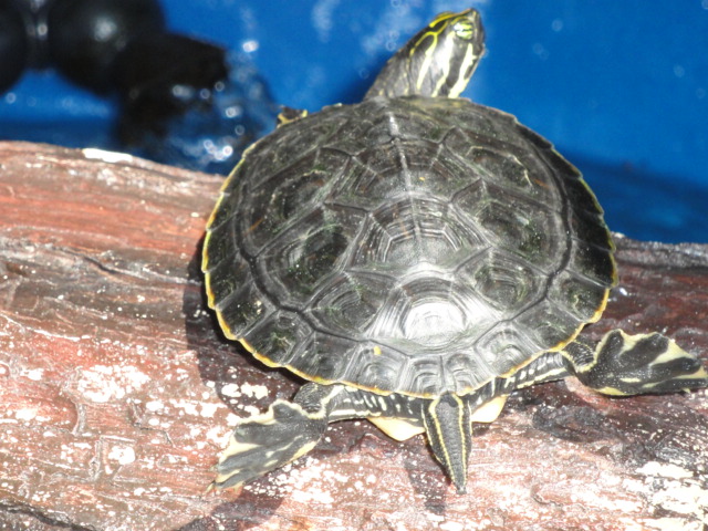 TURTLE STRETCH