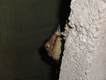 cricket1