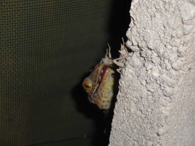 cricket1
