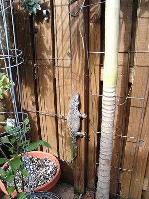 monitor sunnin'