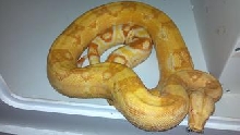 SHARP ALBINO