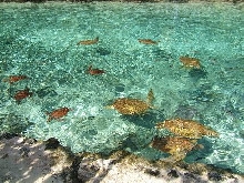 TURTLES M