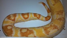 SHARP ALBINO