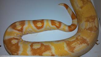SHARP ALBINO