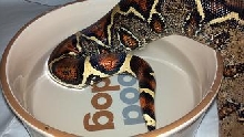 TAIL COLOR