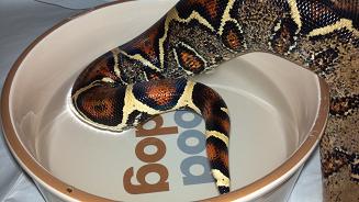 TAIL COLOR