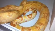 albino