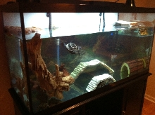 90 Gallon Tank - Another Front View