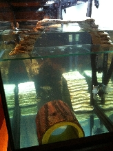 90 Gallon Tank - End View