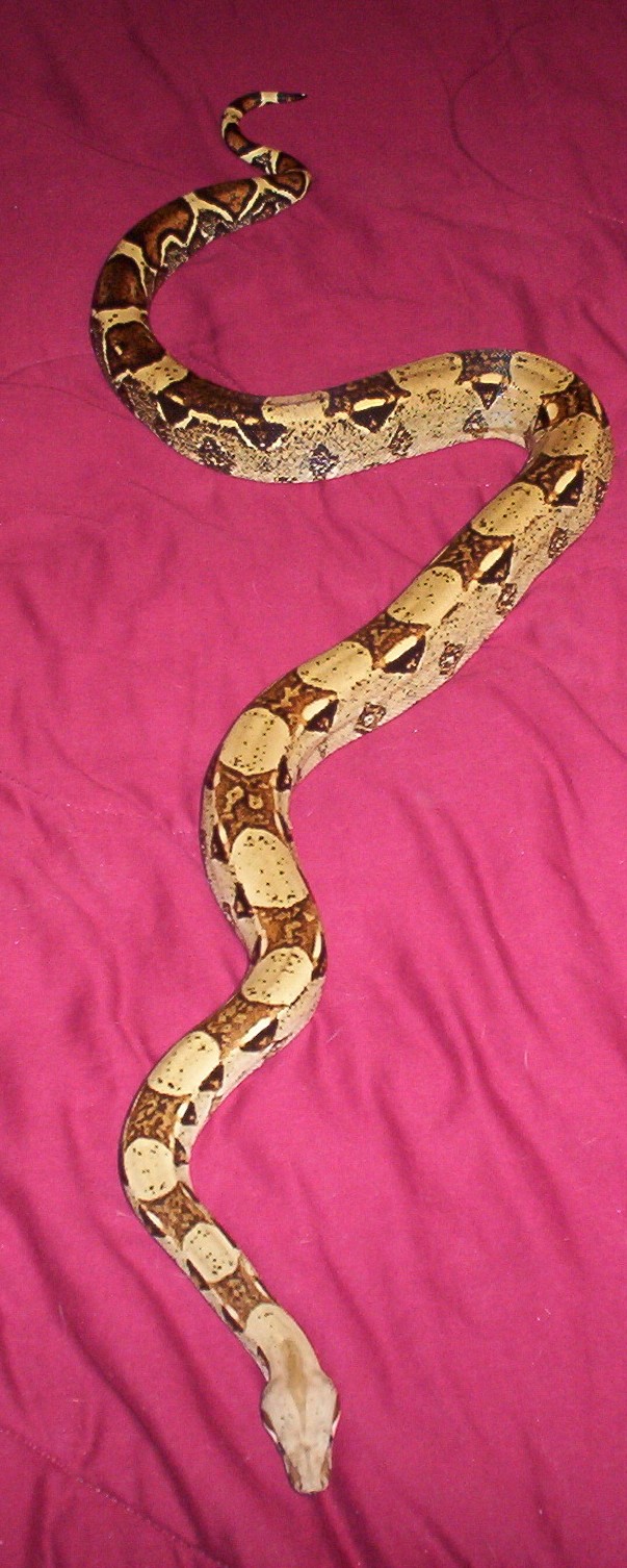 Carlos