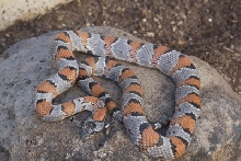 Male greeri