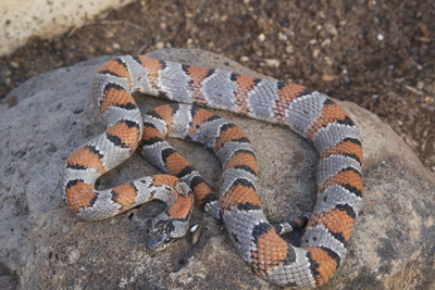 Male greeri
