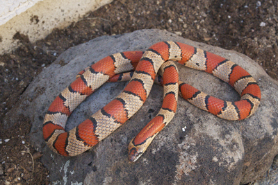 Male thayeri