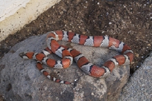 Female thayeri