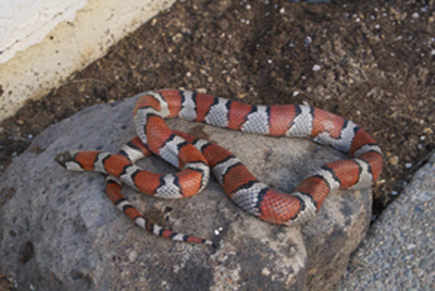 Female thayeri