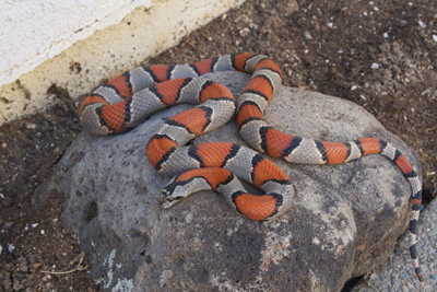 Female alterna/greeri