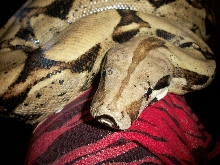 Odin upclose and personal