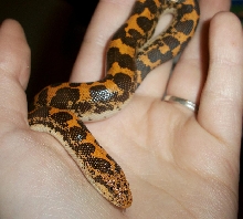 Sig palm