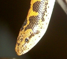 Sig upclose