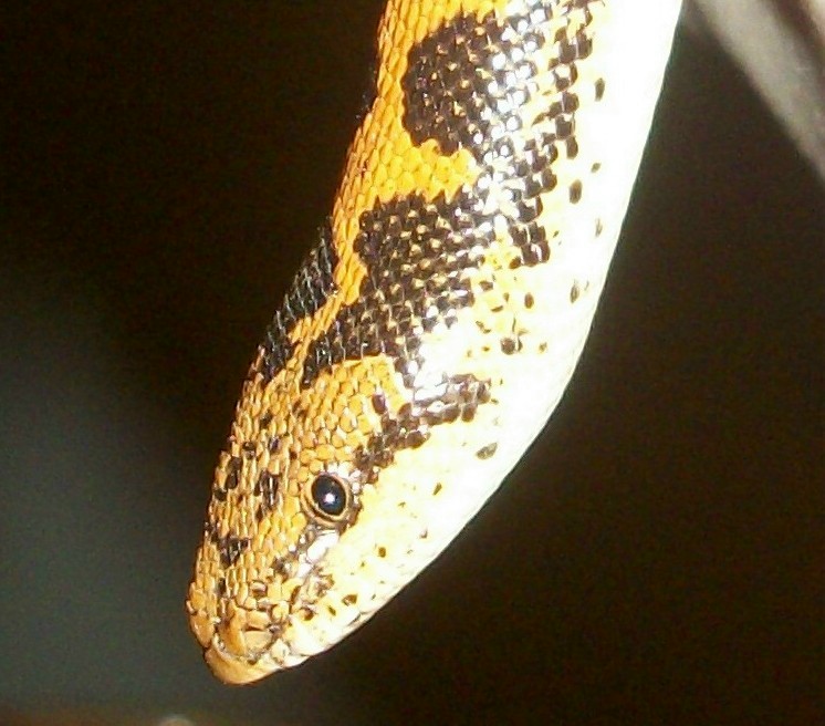 Sig upclose