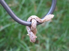 Another pic of copperhead