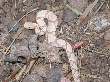 astounding copperhead