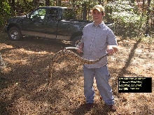 Canebrake rattler