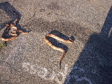 Copperheads