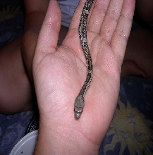 baby black rat