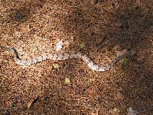 little canebrake